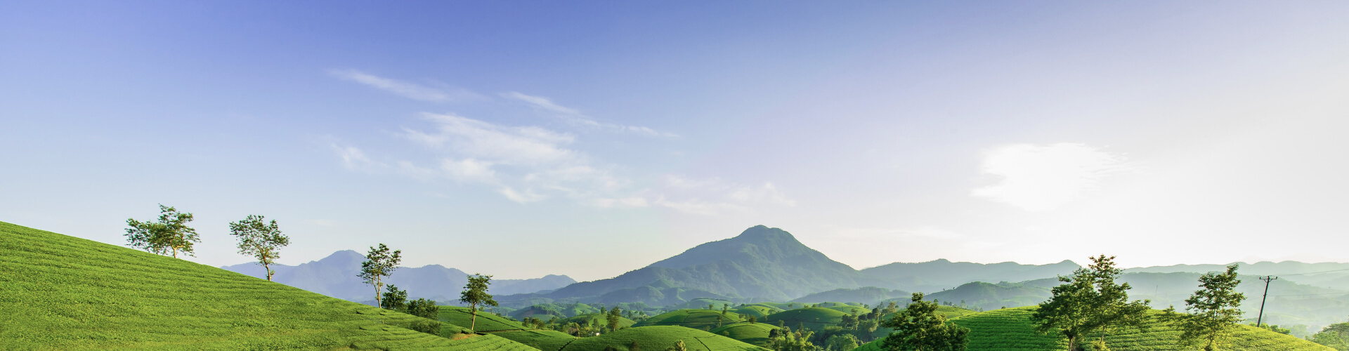 Panoramic view of lush green rolling hills at sunrise