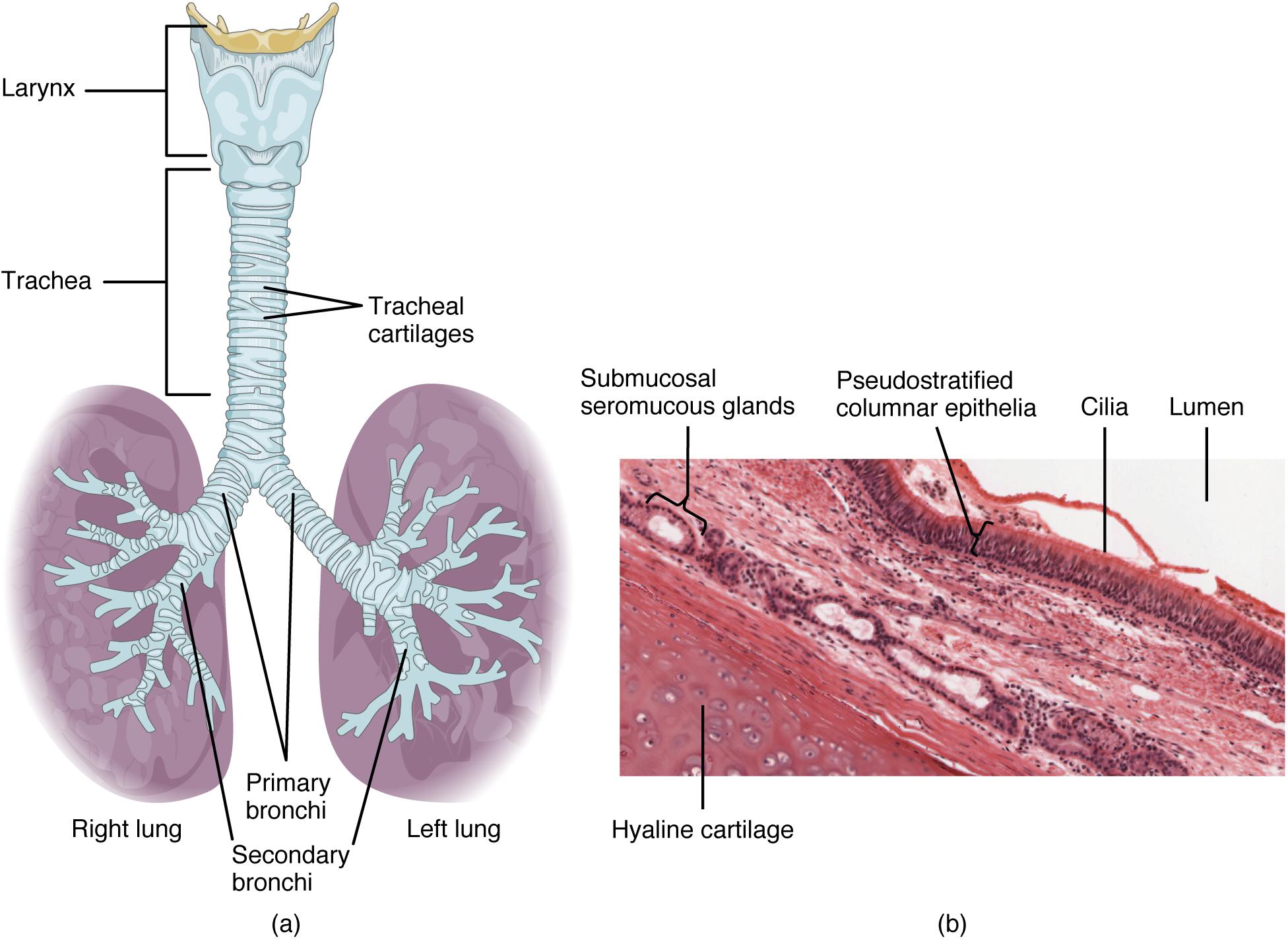 Persistent Cough: How to Distinguish Between a Regular Cough and a Warning⁤ Sign ‌of Lung Cancer